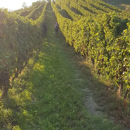 In Guest - La Culla Tra I Vigneti - Stanza * Grazzano Badoglio